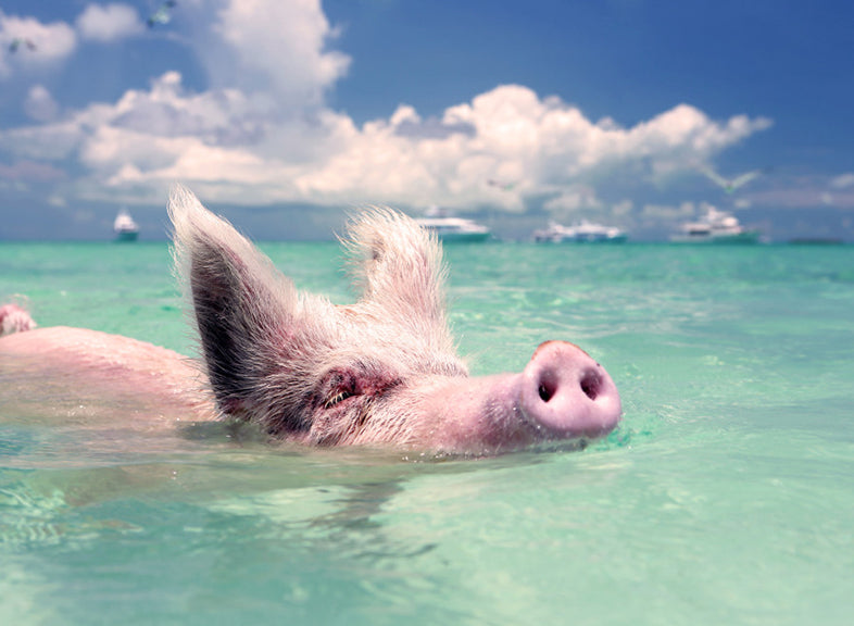 Swimming Pigs | Pig Beach, Exuma Bahamas