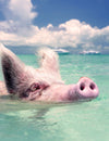 Swimming Pigs | Pig Beach, Exuma Bahamas
