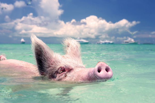 Swimming Pigs | Pig Beach, Exuma Bahamas