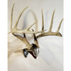Skull Hooker Skh-bb-sc-assy Skull Cap Br And Bone Bracket Bl Ccombo